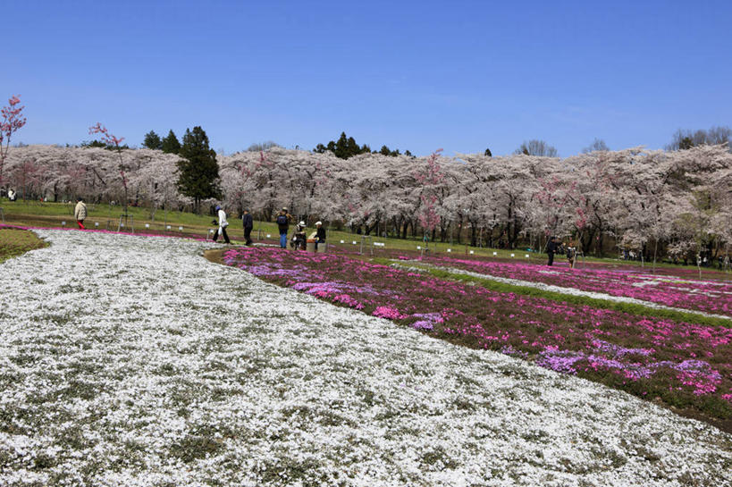 东方人,站,走,横图,室外,白天,正面,旅游,度假,幸福,纯洁,草地,草坪,花海,花圃,美景,树林,植物,樱花,叶子,日本,亚洲,行人,游客,游人,阴影,服装,盛开,光线,影子,景观,许多人,花蕾,注视,休闲装,黄种人,娱乐,路人,旅客,草,花,花瓣,花朵,花卉,鲜花,树,树木,衣服,蓝色,绿色,蓝天,天空,阳光,自然,花丛,花束,花田,天,花苞,花蕊,观察,看,站着,一群人,享受,休闲,休闲服,景色,放松,服饰,生长,晴朗,成长,观看,等待,察看,生命,关注,自然风光,东亚,本州,万里无云,关东地方,本州岛,日本国,群马,群马县,仙樱花,福岛樱,青肤樱,高尚,热烈,福乐花,福禄花,福禄考,过客,男人,男性,年轻男性,年轻女性,女人,女性,亚洲人,晴空,晴空万里,荆桃,步行,散步,站立,走路,彩图,全身,丛生福禄考,禄考,铺地之樱,针叶福禄考,针叶天蓝绣球