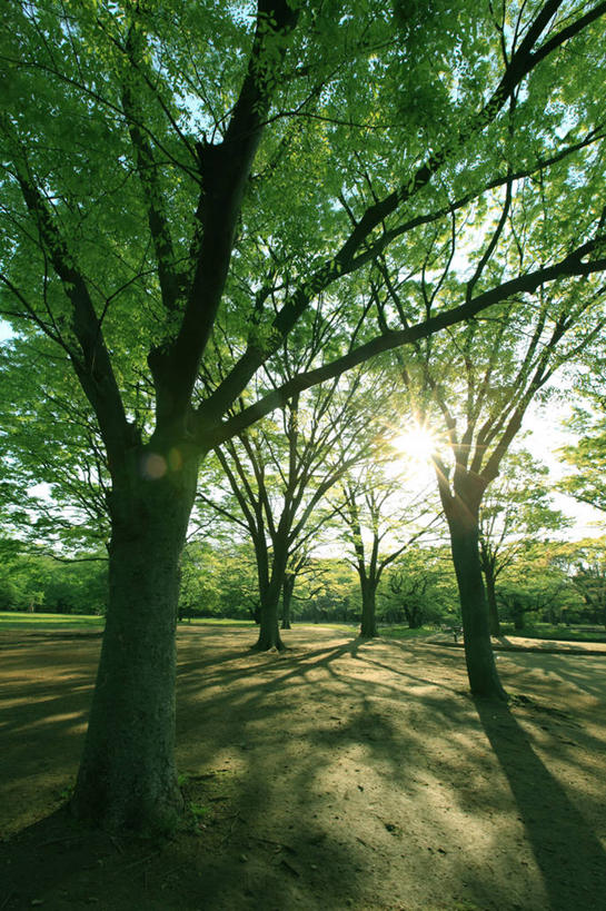 无人,公园,竖图,室外,白天,正面,旅游,度假,草地,草坪,美景,树林,太阳,植物,道路,路,东京,日本,亚洲,阴影,光线,影子,景观,小路,交通,娱乐,草,树,树木,蓝色,绿色,蓝天,天空,阳光,自然,天,享受,休闲,景色,放松,生长,晴朗,成长,自然风光,东亚,本州,万里无云,关东地方,本州岛,日本国,东京都,涩谷,涉谷,涩谷区,代代木公园,晴空,晴空万里,彩图,镜头光晕,透镜闪耀,眩光