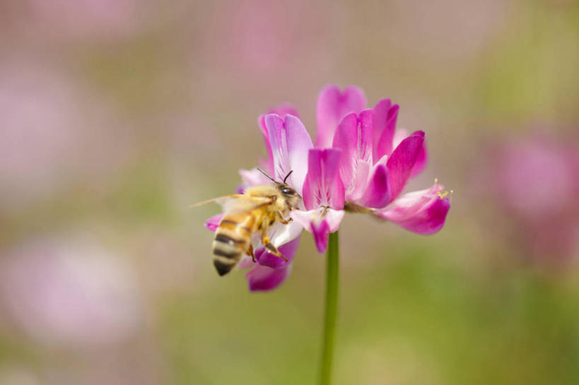 无人,横图,室外,特写,白天,美景,蜜蜂,阴影,朦胧,模糊,盛开,光线,昆虫,影子,景观,花蕾,注视,花,花瓣,花朵,鲜花,一朵,一只,背面,紫色,阳光,自然,动物,花苞,花蕊,观察,看,趴着,景色,观看,察看,关注,自然风光,益虫,紫云英,授粉,红花草,翘摇,趴,彩图,全身