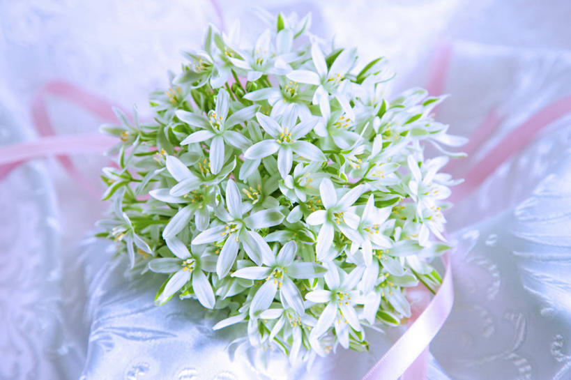 无人,横图,俯视,室内,特写,白天,植物,报春花,叶子,许多,阴影,装饰,盛开,反射,纺织物,纹理,影子,绿叶,花蕾,花,花瓣,花朵,鲜花,绿色,白色,毛巾,花苞,花蕊,清洁,嫩叶,保暖,华丽,修饰,点缀,透气,防水,肌理,樱草,衬托,美观,雅致,雅观,独一,仅有,唯一,唯有,惟一,惟有,七瓣莲,储水,耐磨,吸水,年景花,四季报春,叶,叶片,叶脉,彩图,高角度拍摄