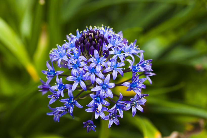 无人,横图,俯视,室外,特写,白天,草地,草坪,美景,植物,许多,阴影,朦胧,模糊,盛开,光线,影子,景观,花蕾,草,花,花瓣,花朵,鲜花,蓝色,绿色,阳光,自然,花苞,花蕊,景色,自然风光,天蒜,彩图,高角度拍摄,鲜白头,石枣儿,山大蒜,绵枣儿,地枣,地兰,地金球,地中海锦枣儿,地中海蓝钟花