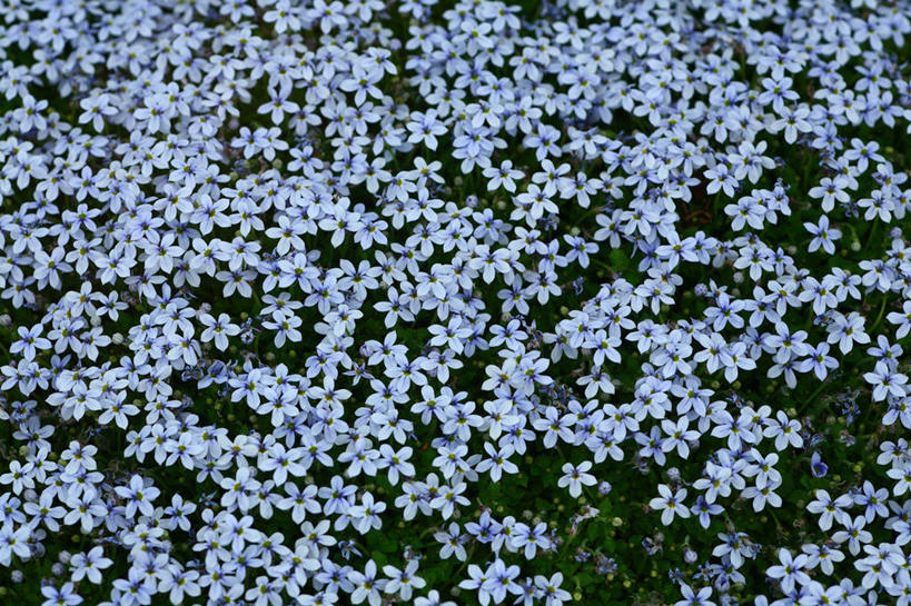 无人,横图,俯视,室外,特写,白天,神秘,花海,花圃,美景,植物,叶子,阴影,朦胧,模糊,盛开,光线,影子,景观,花蕾,花,花瓣,花朵,花卉,鲜花,绿色,紫色,阳光,自然,花丛,花束,花田,花苞,花蕊,景色,优美,庄重,高贵,消极,自然风光,福乐花,福禄花,福禄考,冷色,孤寂,彩图,高角度拍摄,芝樱,奢华