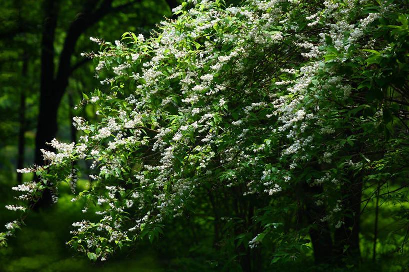无人,横图,室外,特写,白天,正面,骄傲,美景,植物,八仙花,叶子,阴影,朦胧,模糊,盛开,光线,影子,景观,绿叶,枝条,花蕾,花,花瓣,花朵,鲜花,树,树木,树枝,绿色,阳光,自然,花苞,花蕊,绣球花,嫩叶,景色,生长,成长,紫阳花,洋绣球,自然风光,草绣球,斗球,七变化,粉团花,善变,虬枝,枝杈,叶,叶片,彩图,日本绣球,齿叶溲疏