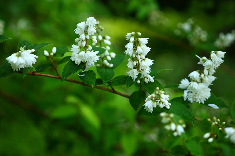 无人,横图,室外,特写,白天,正面,骄傲,美景,植物,八仙花,叶子,阴影,朦胧,模糊,盛开,光线,影子,景观,绿叶,枝条,花蕾,花,花瓣,花朵,鲜花,树,树木,树枝,绿色,阳光,自然,花苞,花蕊,绣球花,嫩叶,景色,生长,成长,紫阳花,洋绣球,自然风光,草绣球,斗球,七变化,粉团花,善变,虬枝,枝杈,叶,叶片,彩图,日本绣球,齿叶溲疏