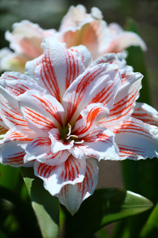 无人,竖图,俯视,室外,特写,白天,美景,阴影,朦胧,模糊,盛开,光线,影子,景观,朱顶红,花蕾,花,花瓣,花朵,鲜花,粉色,白色,阳光,自然,花苞,花蕊,景色,百枝莲,柱顶红,孤挺花,华胄兰,对红,自然风光,彩图,高角度拍摄