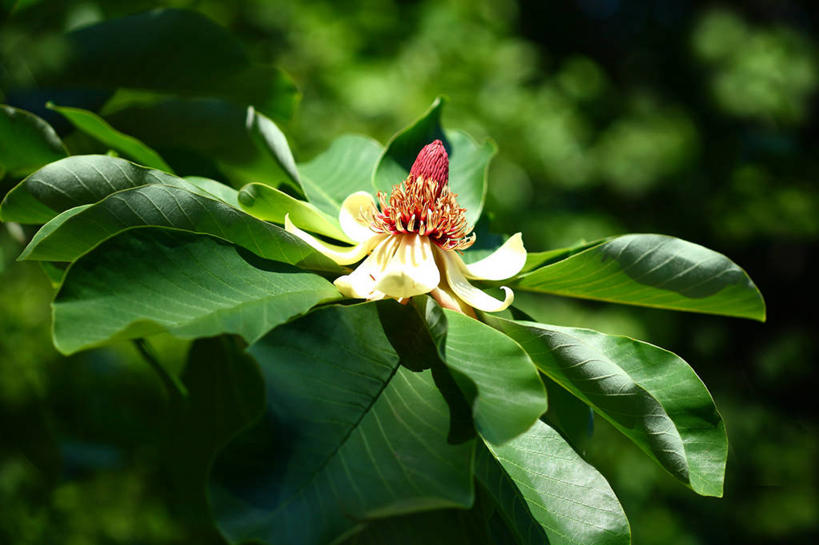 无人,横图,俯视,室外,特写,白天,美景,叶子,阴影,朦胧,模糊,盛开,光线,影子,景观,绿叶,花蕾,花,花瓣,花朵,鲜花,一朵,阳光,自然,花苞,花蕊,嫩叶,景色,自然风光,紫玉兰,辛夷,木笔,木兰花,叶,叶片,望春花,木兰,彩图,高角度拍摄,红玉兰,木笔花,玉堂春