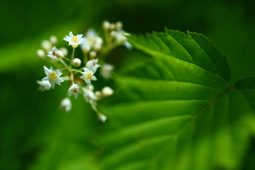 无人,横图,俯视,室外,特写,白天,美景,叶子,阴影,朦胧,模糊,盛开,光线,影子,景观,绿叶,花蕾,花,花瓣,花朵,鲜花,白色,阳光,自然,花苞,花蕊,嫩叶,景色,庄重,自然风光,威严,扇骨木,石南,石南花,石楠,石楠花,欧石楠,孤独,叶,叶片,彩图,高角度拍摄,漂泊欧石楠