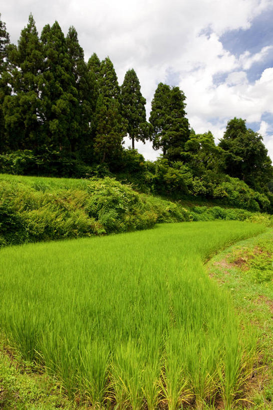 无人,农田,竖图,室外,白天,正面,旅游,度假,农业,庄稼,农作物,美景,树林,植物,日本,亚洲,阴影,光线,影子,稻田,景观,云,云朵,云彩,娱乐,树,树木,蓝色,绿色,白云,蓝天,天空,阳光,自然,天,享受,休闲,景色,放松,生长,晴朗,成长,自然风光,东亚,本州,本州岛,日本国,中部地方,新潟,新潟县,晴空,彩图,耕地,庄稼田,十日町市