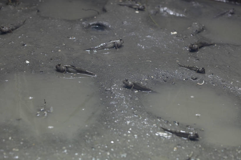 游泳,无人,横图,俯视,室外,特写,白天,海底,水下,海浪,海洋,美景,许多,阴影,光线,鱼,影子,景观,浪花,泥土,水底,土壤,注视,鱼类,阳光,自然,海水,观察,看,趴着,景色,海底世界,观看,察看,关注,自然风光,海景,泅水,拍浮,弹涂鱼,花跳鱼,跳跳鱼,大海,风浪,海,海床,海水的波动,近岸浪,涌浪,趴,彩图,高角度拍摄,全身