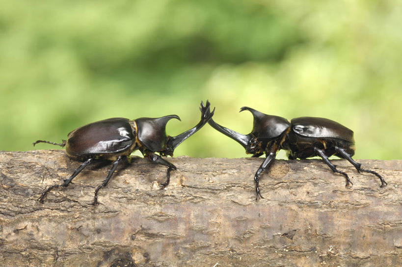 无人,横图,室外,特写,白天,侧面,美景,植物,叶子,阴影,朦胧,模糊,光线,昆虫,天牛,影子,景观,绿叶,枝条,树,树木,树枝,绿色,阳光,自然,动物,趴着,两只,嫩叶,景色,生长,成长,自然风光,害虫,八角儿,啮桑,牛角虫,天水牛,虬枝,枝杈,叶,叶片,趴,彩图,全身