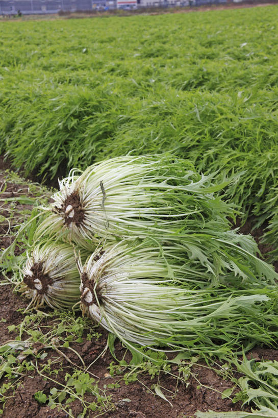 无人,农田,竖图,俯视,室外,特写,白天,庄稼,农作物,美景,蔬菜,一堆,阴影,堆叠,堆积,朦胧,模糊,新鲜,光线,纹路,纹理,影子,景观,食品,食物,阳光,自然,景色,有机食品,绿色食品,堆,自然风光,肌理,水菜,日本水菜,沙拉菜,彩图,高角度拍摄,耕地,庄稼田
