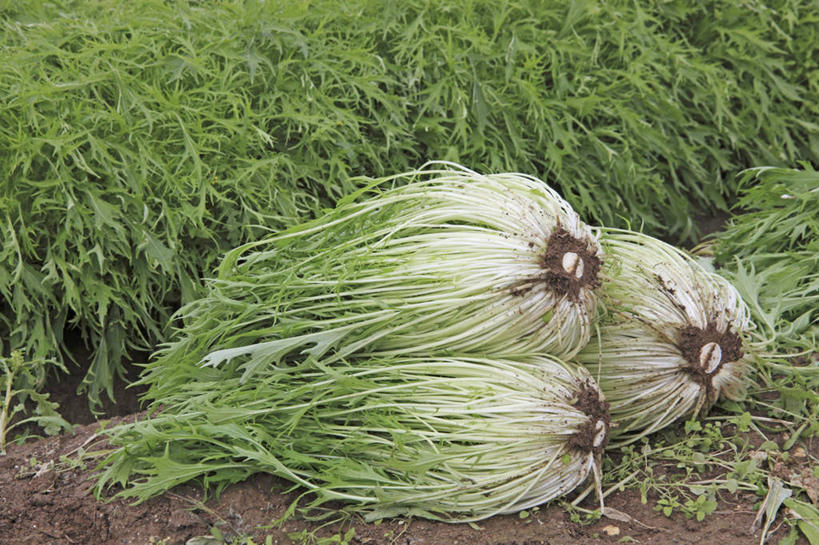 无人,农田,横图,俯视,室外,特写,白天,庄稼,农作物,美景,蔬菜,一堆,阴影,堆叠,堆积,朦胧,模糊,新鲜,光线,纹路,纹理,影子,景观,食品,食物,阳光,自然,景色,有机食品,绿色食品,堆,自然风光,肌理,水菜,日本水菜,沙拉菜,彩图,高角度拍摄,耕地,庄稼田