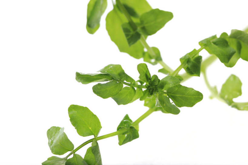 无人,横图,俯视,室内,特写,白天,白色背景,蔬菜,阴影,新鲜,反射,影子,食品,食物,摄影,有机食品,绿色食品,影棚,豆瓣菜,水蔊菜,水田芥菜,水茼蒿,西洋菜,彩图,高角度拍摄,影棚拍摄,拍摄,水芥菜,水田芥,水田芹