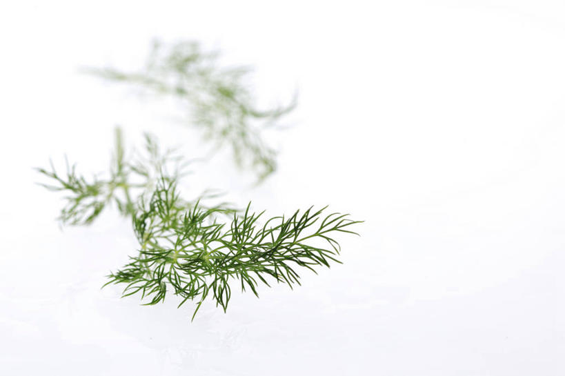 无人,横图,俯视,室内,特写,白天,白色背景,阴影,反射,影子,调料,调味品,调味料,摄影,影棚,莳萝,洋茴香,土茴香,彩图,高角度拍摄,影棚拍摄,拍摄