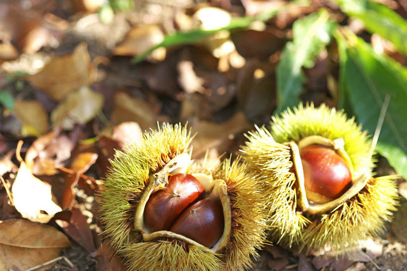 无人,横图,俯视,室外,特写,白天,叶子,阴影,朦胧,模糊,光线,影子,板栗,栗子,坚果,枯叶,绿叶,落叶,种子,毛栗子,两个,阳光,嫩叶,外壳,锋利,尖锐,尖利,毛栗,栗果,栗楔,犀利,叶,叶片,彩图,高角度拍摄