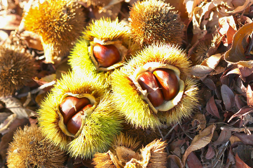 无人,横图,俯视,室外,特写,白天,叶子,一堆,许多,阴影,堆叠,堆积,光线,影子,板栗,栗子,坚果,枯叶,绿叶,落叶,种子,毛栗子,很多,阳光,嫩叶,堆,外壳,锋利,尖锐,尖利,毛栗,栗果,栗楔,犀利,叶,叶片,彩图,高角度拍摄