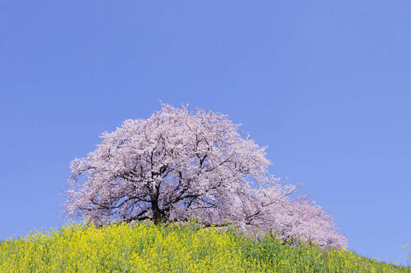 无人,横图,室外,白天,仰视,旅游,度假,幸福,纯洁,草地,草坪,美景,山,山脉,植物,樱花,日本,亚洲,阴影,盛开,光线,影子,景观,山峰,山峦,花蕾,娱乐,草,花,花瓣,花朵,鲜花,蓝色,绿色,蓝天,天空,阳光,自然,群山,天,花苞,花蕊,享受,休闲,墓地,景色,放松,晴朗,等待,坟墓,陵墓,生命,自然风光,坟场,东亚,本州,万里无云,关东地方,本州岛,日本国,仙樱花,福岛樱,青肤樱,崎玉,崎玉县,高尚,热烈,晴空,晴空万里,荆桃,彩图,低角度拍摄,日本樱花