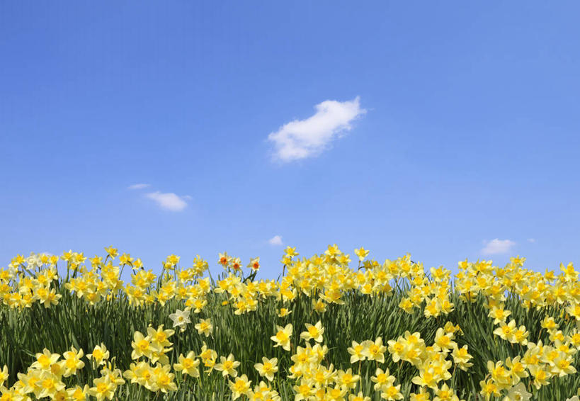 无人,横图,室外,白天,仰视,爱情,旅游,度假,陶醉,花海,花圃,美景,山,山脉,植物,水仙花,叶子,日本,亚洲,阴影,盛开,光线,影子,景观,山峰,云,云朵,山峦,花蕾,云彩,娱乐,花,花瓣,花朵,花卉,鲜花,蓝色,绿色,白云,蓝天,天空,阳光,自然,花丛,花束,花田,群山,天,花苞,花蕊,享受,休闲,景色,放松,晴朗,自然风光,记忆,东亚,本州,本州岛,日本国,东北地方,山形,山形县,金盏银台,玉玲珑,女史花,雅蒜,天蒜,敬意,自恋,黄水仙,喇叭水仙,凌波仙子,水仙,天葱,晴空,彩图,低角度拍摄,米泽,米泽市