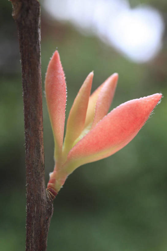 无人,竖图,室外,特写,白天,正面,美景,植物,山茶花,阴影,朦胧,模糊,盛开,光线,影子,景观,花蕾,花,花瓣,花朵,鲜花,树,树木,红色,绿色,阳光,自然,嫩芽,花苞,花蕊,景色,生长,成长,自然风光,玉茗花,耐冬,海石榴,新苗,茶梅,茶花,彩图