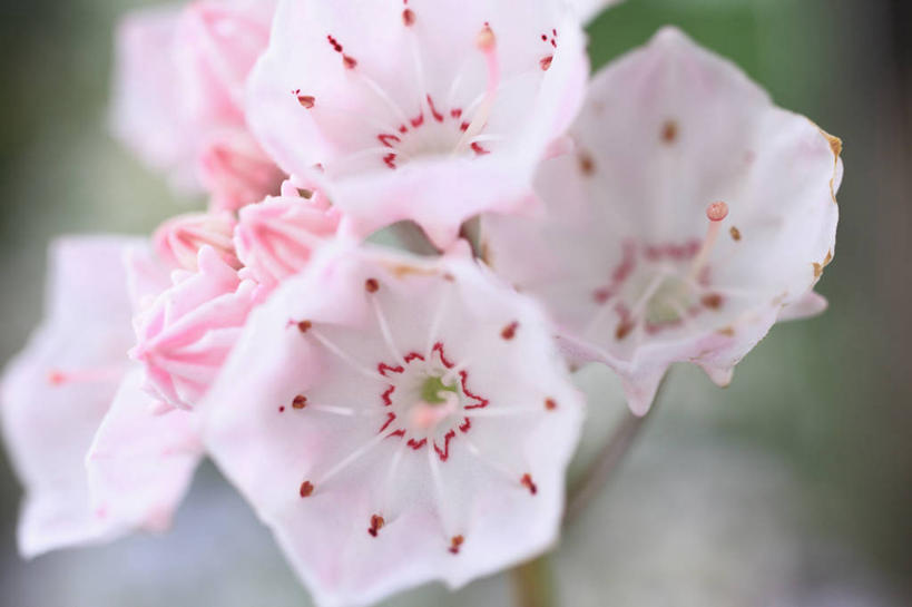 无人,横图,室外,特写,白天,正面,爱情,幸福,美景,阴影,朦胧,模糊,盛开,光线,影子,景观,粉红色,粉红,浪漫,花蕾,花,花瓣,花朵,鲜花,粉色,阳光,自然,花苞,花蕊,健康,景色,可爱,活泼,青春,满足,甜美,时髦,自然风光,温柔,纯真,阔叶山月桂,美洲月桂,山月桂,彩图,美国石南