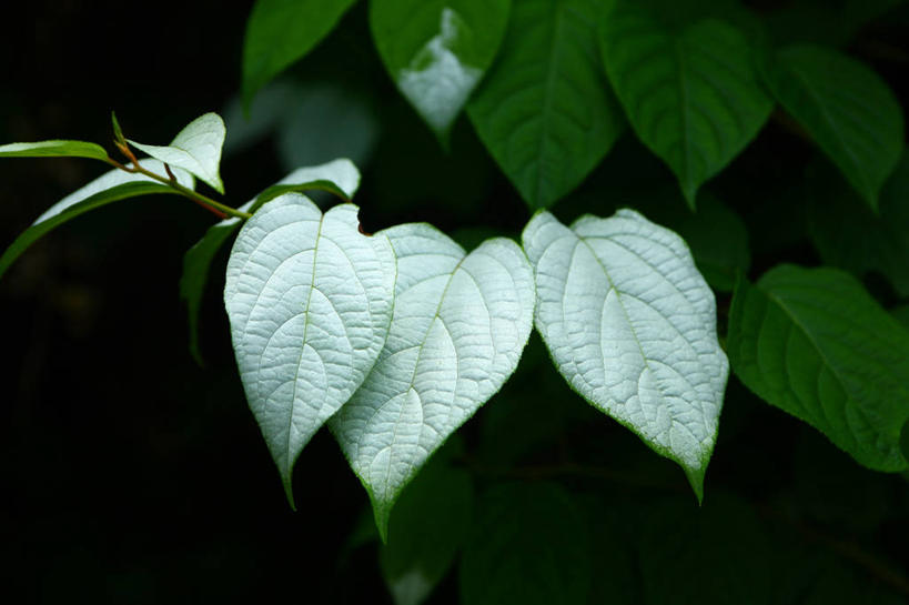 无人,横图,室外,特写,白天,正面,美景,植物,叶子,日本,亚洲,许多,阴影,光线,纹理,影子,景观,绿叶,绿色,阳光,自然,嫩叶,景色,自然风光,东亚,本州,肌理,关东地方,本州岛,日本国,崎玉,崎玉县,叶,叶片,叶脉,彩图,小玉叶金花