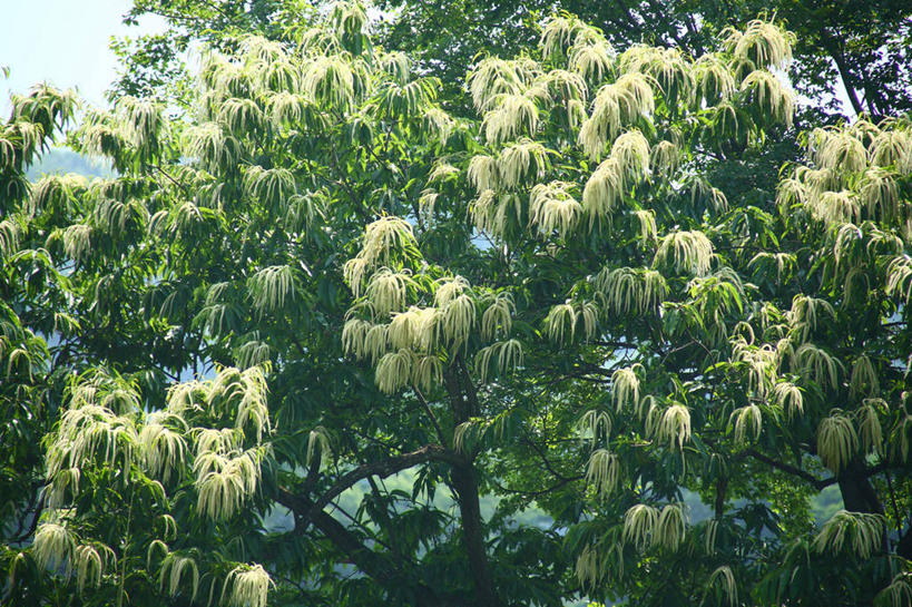 无人,横图,室外,白天,正面,美景,植物,日本,亚洲,阴影,光线,影子,景观,板栗树,树,树木,绿色,阳光,自然,景色,生长,成长,自然风光,东亚,本州,关东地方,本州岛,日本国,崎玉,崎玉县,彩图,栗子树