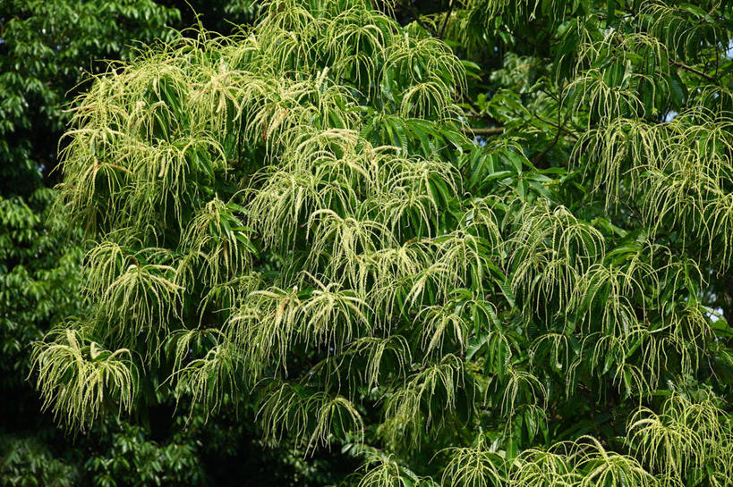 无人,横图,室外,白天,正面,美景,植物,日本,亚洲,阴影,光线,影子,景观,板栗树,树,树木,绿色,阳光,自然,景色,生长,成长,自然风光,东亚,本州,关东地方,本州岛,日本国,崎玉,崎玉县,彩图,栗子树