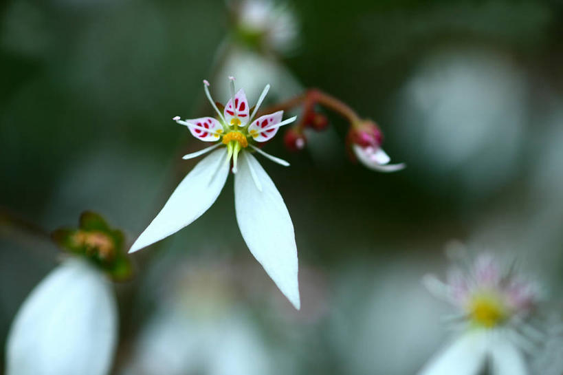 无人,横图,室外,特写,白天,正面,美景,植物,虎耳草,日本,亚洲,许多,阴影,朦胧,模糊,光线,影子,景观,草药,药草,中药,阳光,自然,景色,自然风光,药材,中草药,东亚,中药材,本草,本州,关东地方,本州岛,日本国,崎玉,崎玉县,石荷叶,老虎草,金丝荷叶,彩图