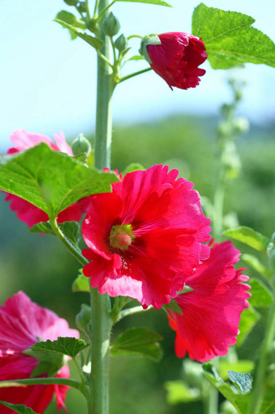 无人,竖图,室外,特写,白天,正面,美景,日本,亚洲,许多,阴影,朦胧,模糊,盛开,光线,影子,景观,花蕾,花,花瓣,花朵,鲜花,粉色,蓝色,蓝天,天空,阳光,自然,天,花苞,花蕊,景色,晴朗,自然风光,东亚,本州,万里无云,关东地方,本州岛,日本国,崎玉,崎玉县,胡葵,戎葵,蜀葵,卫足葵,一丈红,晴空,晴空万里,彩图