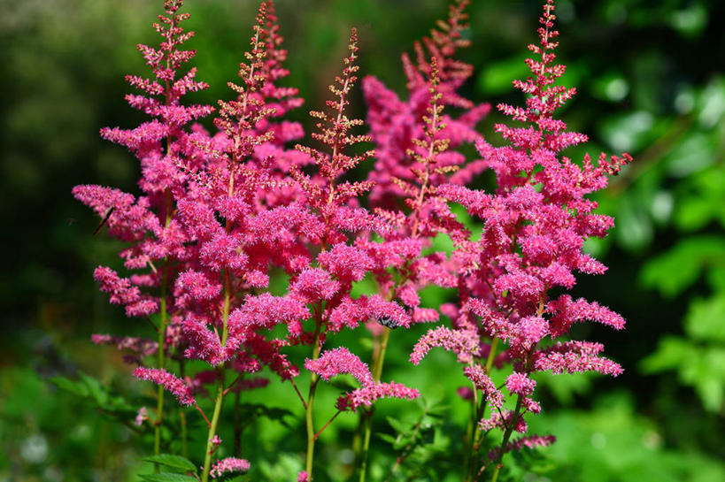 无人,横图,室外,特写,白天,正面,美景,绣线菊,东京,日本,亚洲,许多,阴影,朦胧,模糊,盛开,光线,影子,景观,花蕾,花,花瓣,花朵,鲜花,紫色,阳光,自然,花苞,花蕊,祈福,景色,千代田区,自然风光,努力,东亚,本州,关东地方,本州岛,日本国,东京都,蚂蝗梢,彩图