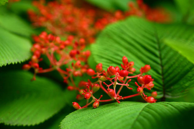 无人,横图,室外,特写,白天,正面,美景,叶子,东京,日本,亚洲,许多,阴影,朦胧,模糊,盛开,光线,影子,景观,绿叶,花蕾,花,花瓣,花朵,鲜花,红色,阳光,自然,蝴蝶花,花苞,花蕊,绣球花,嫩叶,景色,千代田区,自然风光,东亚,本州,关东地方,本州岛,日本国,东京都,叶,叶片,彩图,蝴蝶荚蒾,蝴蝶木,蝴蝶树,蝴蝶戏球花,蝴蝶戏珠花