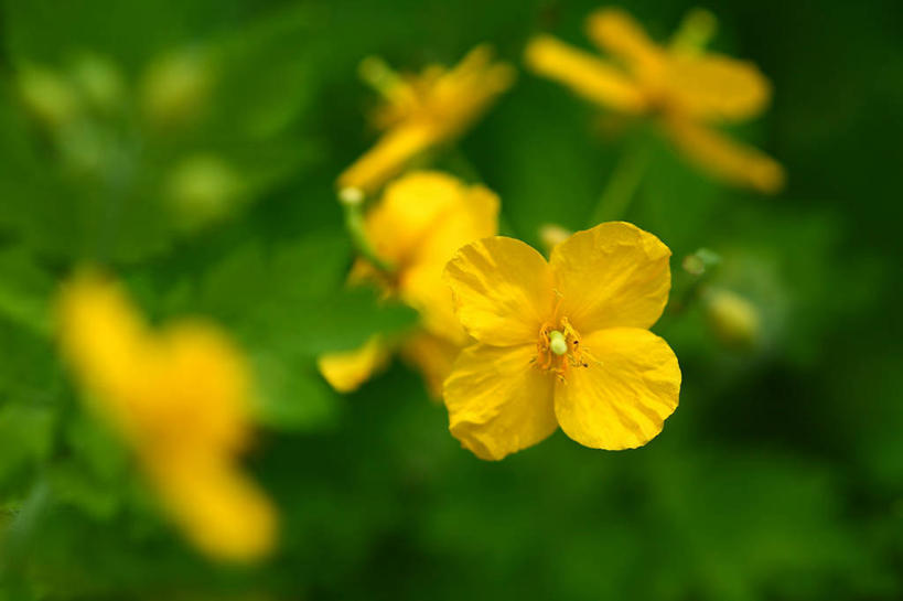 无人,横图,室外,特写,白天,正面,美景,东京,日本,亚洲,四朵,阴影,朦胧,模糊,盛开,光线,影子,景观,花蕾,花,花瓣,花朵,鲜花,黄色,阳光,自然,花苞,花蕊,景色,千代田区,自然风光,东亚,本州,关东地方,本州岛,日本国,东京都,彩图,土黄连,白屈菜,地黄连,断肠草,胡黄连,假黄连,牛金花,山黄连,小黄连,雄黄草