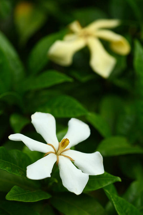 无人,竖图,室外,特写,白天,正面,爱情,美景,东京,日本,亚洲,阴影,朦胧,模糊,盛开,光线,影子,景观,栀子花,花蕾,花,花瓣,花朵,鲜花,两朵,黄色,白色,阳光,自然,花苞,花蕊,景色,千代田区,栀子,坚强,自然风光,东亚,本州,关东地方,本州岛,日本国,东京都,永恒,守候,黄栀,黄栀子,山栀,山栀子,彩图