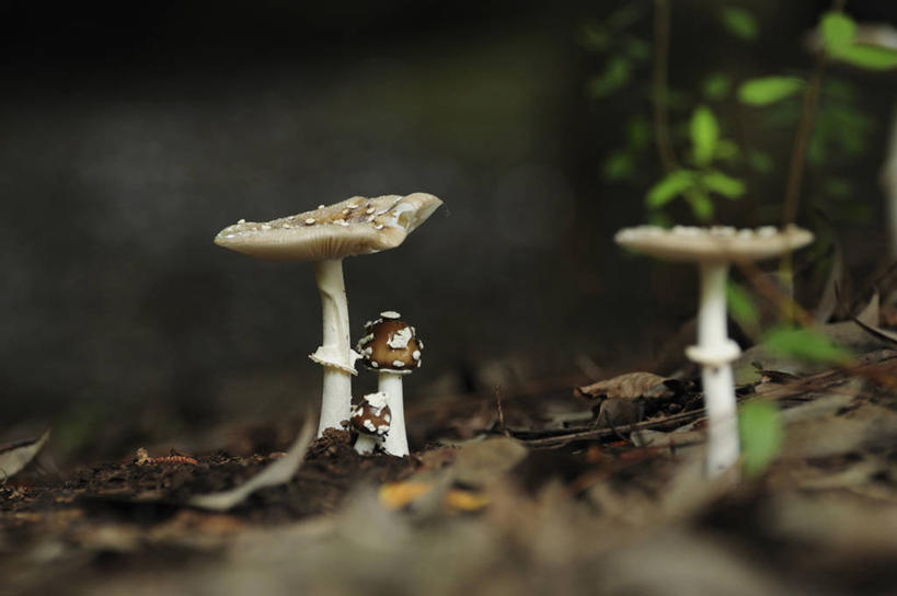 无人,横图,室外,特写,白天,正面,美景,日本,亚洲,阴影,朦胧,模糊,光线,影子,景观,泥土,土壤,菌菇,千叶县,菌类,阳光,自然,四个,食用菌,景色,真菌,自然风光,东亚,羊肚菇,本州,关东地方,本州岛,日本国,千叶,羊肚菜,羊肚菌,羊蘑,美味羊肚菌,彩图,草笠竹