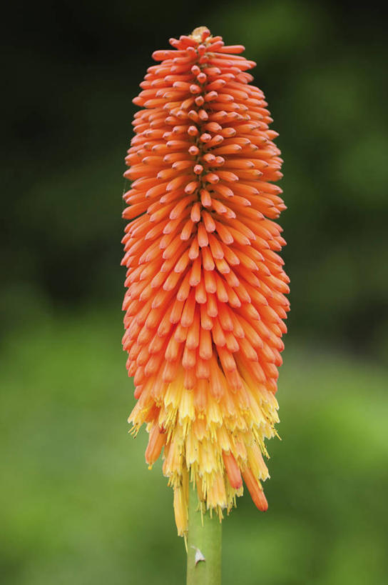 无人,竖图,室外,特写,白天,正面,幸福,美景,日本,亚洲,阴影,朦胧,模糊,盛开,光线,影子,景观,花蕾,花,花瓣,花朵,鲜花,一朵,阳光,自然,花苞,花蕊,景色,自然风光,善良,东亚,侥幸,日本国,宽厚,橘花,荣幸,软弱,幸运,彩图