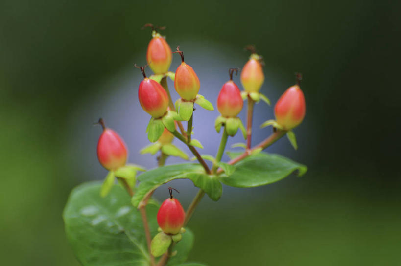 无人,横图,室外,特写,白天,正面,美景,水果,日本,亚洲,许多,阴影,朦胧,模糊,新鲜,光线,影子,景观,生食,食品,果实,金丝桃,食物,红色,阳光,自然,景色,有机食品,绿色食品,自然风光,东亚,日本国,贯叶连翘,贯叶金丝桃,彩图,小金丝桃,小叶金丝桃