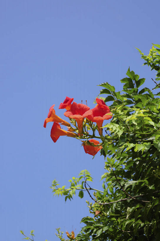 无人,竖图,室外,特写,白天,仰视,美景,植物,日本,亚洲,许多,阴影,盛开,光线,影子,景观,花蕾,花,花瓣,花朵,鲜花,树,树木,红色,蓝色,绿色,蓝天,天空,阳光,自然,天,花苞,花蕊,景色,母爱,生长,晴朗,成长,自然风光,东亚,万里无云,日本国,凌霄花,声誉,凌霄,紫葳,晴空,晴空万里,彩图,低角度拍摄