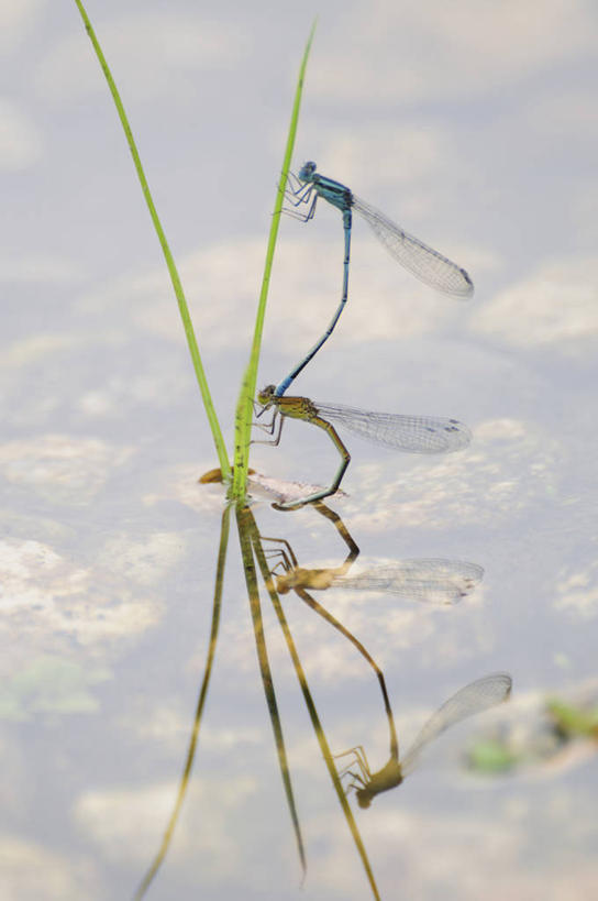 无人,竖图,室外,特写,白天,侧面,美景,水,叶子,日本,亚洲,吊挂,悬挂,阴影,光线,昆虫,液体,影子,景观,水滴,绿叶,千叶县,挂,两个,倒影,阳光,自然,动物,嫩叶,景色,倒映,自然风光,益虫,东亚,本州,关东地方,本州岛,日本国,千叶,豆娘,蜻蛉,反照,叶,叶片,彩图,全身