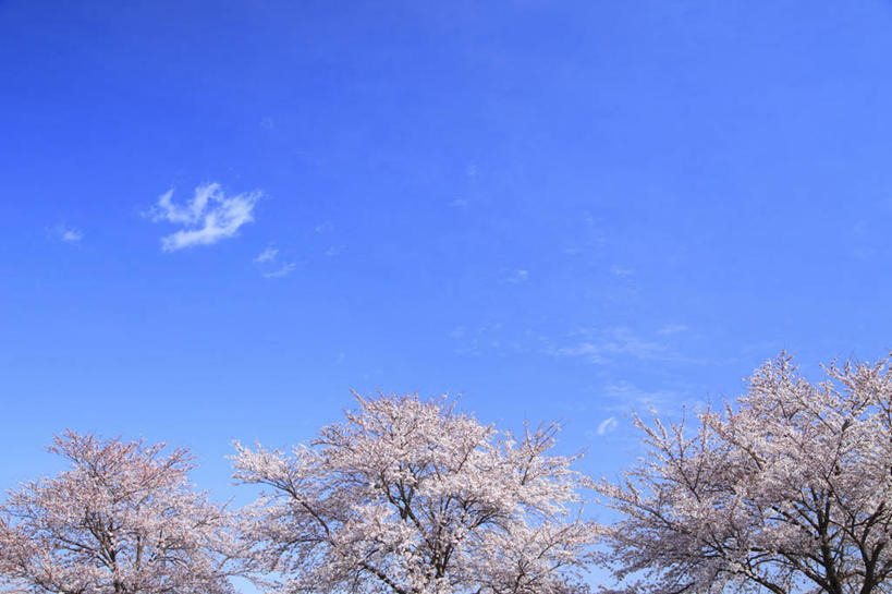 无人,横图,室外,白天,正面,幸福,纯洁,美景,植物,樱花,长野县,日本,亚洲,许多,阴影,盛开,光线,影子,景观,云,云朵,花蕾,云彩,花,花瓣,花朵,鲜花,树,树木,粉色,蓝色,绿色,白云,蓝天,天空,阳光,自然,天,花苞,花蕊,景色,生长,晴朗,成长,等待,生命,自然风光,东亚,本州,本州岛,日本国,中部地方,长野,仙樱花,福岛樱,青肤樱,高尚,热烈,安昙野,安昙野市,晴空,荆桃,彩图