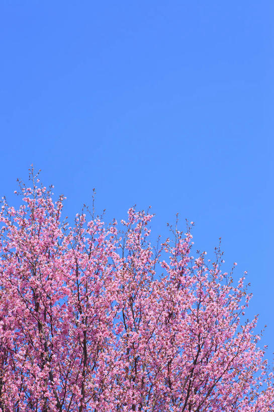 无人,竖图,室外,白天,正面,幸福,纯洁,美景,植物,樱花,长野县,日本,亚洲,许多,阴影,盛开,光线,影子,景观,花蕾,花,花瓣,花朵,鲜花,树,树木,粉色,蓝色,绿色,蓝天,天空,阳光,自然,天,花苞,花蕊,景色,生长,晴朗,成长,等待,生命,自然风光,东亚,本州,万里无云,本州岛,日本国,中部地方,长野,仙樱花,福岛樱,青肤樱,高尚,热烈,安昙野,安昙野市,晴空,晴空万里,荆桃,彩图