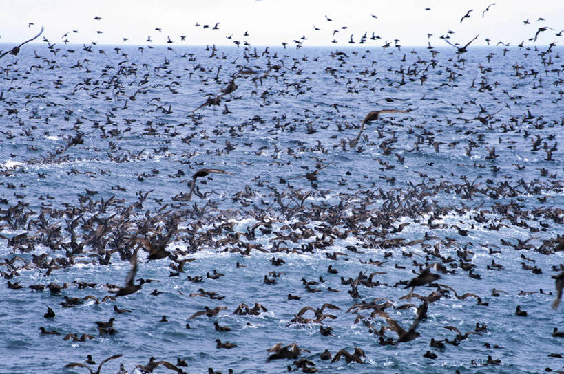 无人,横图,室外,白天,正面,旅游,度假,海浪,海洋,美景,海鸟,海鸥,鸟,北海道,日本,亚洲,许多,飞翔,伸展,张开,展翅,阴影,飞行,光线,翅膀,鸟类,影子,景观,浪花,翱翔,娱乐,飞,天空,阳光,自然,海水,天,享受,休闲,景色,放松,自然风光,海景,东亚,张开翅膀,日本国,北海道地方,北海道岛,知床半岛,展开翅膀,大海,风浪,海,海水的波动,近岸浪,涌浪,彩图,全身