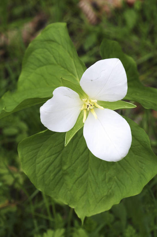 无人,竖图,俯视,室外,特写,白天,草地,草坪,花海,花圃,美景,植物,叶子,阴影,朦胧,模糊,盛开,光线,影子,景观,草药,药草,花蕾,中药,草,花,花瓣,花朵,花卉,鲜花,一朵,绿色,白色,阳光,自然,花丛,花束,花田,花苞,花蕊,景色,自然风光,药材,中草药,中药材,本草,延龄草,尸儿七,芋儿七,彩图,高角度拍摄