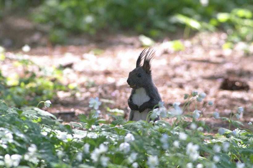 无人,站,横图,室外,白天,正面,草地,草坪,花海,花圃,美景,植物,野生动物,叶子,北海道,日本,亚洲,许多,阴影,朦胧,模糊,盛开,光线,影子,景观,花蕾,注视,草,花,花瓣,花朵,花卉,鲜花,一只,绿色,白色,阳光,自然,动物,花丛,花束,花田,花苞,花蕊,松鼠,观察,看,站着,景色,可爱,活泼,观看,察看,关注,自然风光,东亚,日本国,北海道地方,北海道岛,红松鼠,站立,半身,彩图,鹅掌草,林荫银莲花,蜈蚣三七