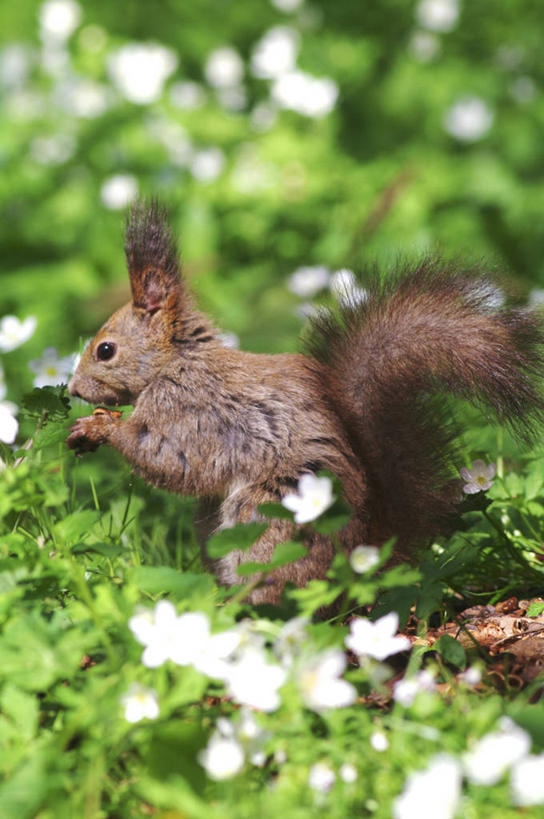 无人,站,竖图,室外,特写,白天,侧面,草地,草坪,花海,花圃,美景,植物,野生动物,叶子,北海道,日本,亚洲,许多,阴影,朦胧,模糊,盛开,光线,影子,景观,花蕾,注视,草,花,花瓣,花朵,花卉,鲜花,一只,绿色,白色,阳光,自然,动物,花丛,花束,花田,花苞,花蕊,松鼠,观察,看,站着,景色,可爱,活泼,观看,察看,关注,自然风光,东亚,日本国,北海道地方,北海道岛,红松鼠,站立,彩图,全身,鹅掌草,林荫银莲花,蜈蚣三七