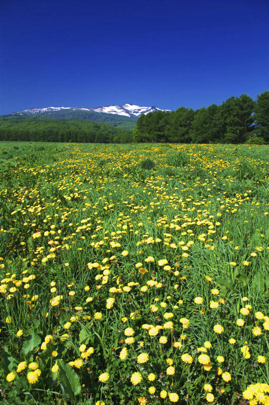 无人,竖图,室外,白天,正面,爱情,旅游,度假,草地,草坪,花海,花圃,美景,山,树林,雪,雪山,植物,大雪,蒲公英,叶子,北海道,日本,亚洲,许多,阴影,盛开,光线,影子,冰,积雪,景观,山峰,雪景,冬季,冬天,山峦,花蕾,娱乐,草,花,花瓣,花朵,花卉,鲜花,树,树木,黄色,蓝色,绿色,蓝天,天空,阳光,自然,花丛,花束,花田,天,花苞,花蕊,享受,休闲,景色,放松,寒冷,生长,晴朗,成长,冰冷,自然风光,东亚,万里无云,日本国,北海道地方,北海道岛,严寒,冰凉,开朗,酷寒,凛冽,凛凛,极冷,晴空,晴空万里,蒲公草,尿床草,黄花地丁,彩图,后志支厅,后志综合振兴局,积丹,积丹半岛,道央