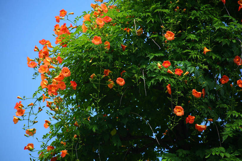 无人,横图,室外,白天,仰视,美景,植物,许多,阴影,盛开,光线,影子,景观,花蕾,花,花瓣,花朵,鲜花,树,树木,蓝色,绿色,蓝天,天空,阳光,自然,天,花苞,花蕊,橙色,景色,母爱,生长,晴朗,成长,自然风光,万里无云,凌霄花,声誉,凌霄,紫葳,晴空,晴空万里,彩图,低角度拍摄