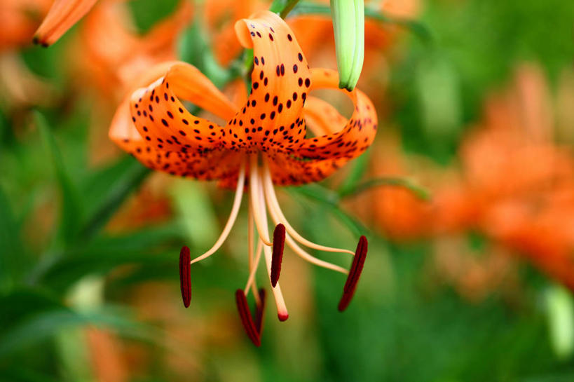 无人,横图,室外,特写,白天,正面,花海,花圃,美景,植物,叶子,许多,阴影,朦胧,模糊,盛开,光线,影子,斑点,景观,绿叶,草药,药草,黑点,花蕾,中药,花,花瓣,花朵,花卉,鲜花,绿色,阳光,自然,花丛,花束,花田,花苞,花蕊,橙色,嫩叶,景色,清热,自然风光,药材,中草药,中药材,本草,安神,虎皮百合,卷丹,药百合,叶,叶片,倒垂莲,彩图,清心,润肺