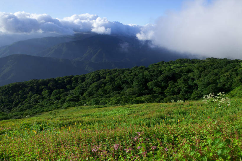 无人,横图,室外,白天,正面,旅游,度假,草地,草坪,美景,山,山脉,植物,日本,亚洲,阴影,盛开,光线,影子,景观,山峰,云,云朵,山峦,花蕾,云彩,娱乐,草,花,花瓣,花朵,鲜花,树,树木,蓝色,绿色,白云,蓝天,天空,阳光,自然,群山,天,花苞,花蕊,享受,休闲,景色,放松,生长,晴朗,成长,自然风光,东亚,本州,本州岛,日本国,近畿地方,近畿,滋贺,滋贺县,伊吹山,晴空,彩图