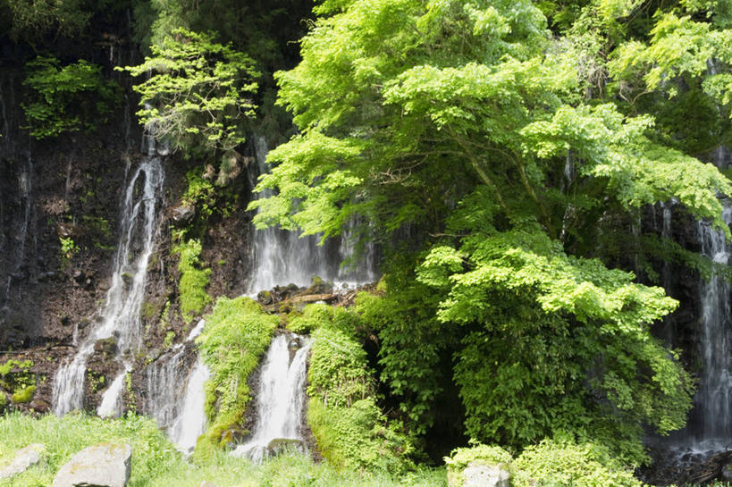 无人,横图,室外,白天,正面,旅游,度假,美景,瀑布,树林,水,植物,长野县,日本,亚洲,阴影,飞溅,溅,光线,液体,影子,景观,水滴,娱乐,水珠,树,树木,绿色,阳光,自然,享受,休闲,景色,放松,生长,成长,喷洒,自然风光,东亚,本州,本州岛,日本国,中部地方,长野,轻井泽,轻井泽町,白丝瀑布,跌水,彩图,北佐久郡