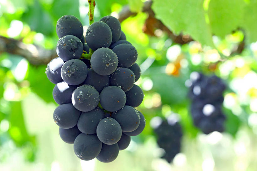 无人,横图,室外,特写,白天,仰视,水,露水,葡萄,水果,叶子,三串,阴影,朦胧,模糊,新鲜,透明,光线,液体,影子,水滴,生食,食品,果实,绿叶,架子,水珠,食物,黑色,阳光,露珠,嫩叶,有机食品,绿色食品,生机,支撑,固定,剔透,葡萄架,灵动,通明,叶,叶片,山葫芦,蒲桃,草龙珠,彩图,低角度拍摄,晶莹